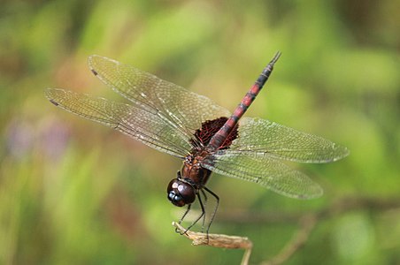 male