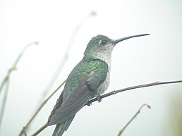 Колібрі-шаблекрил сірогрудий (Campylopterus largipennis)