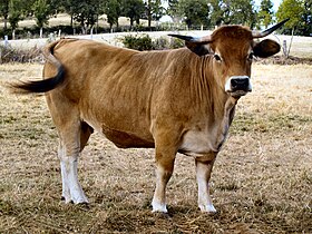 Vache aubrac