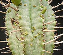 Jeunes pousses sur Euphorbia pillansii