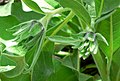 Wyethia helenioides