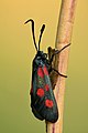 Zygaena lonicerae