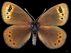 Erebia triarius ♂