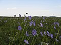 Steppes at the Shirak plateau northwest of Amasia