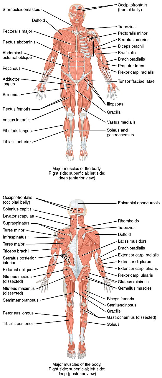 On the anterior and posterior views of the muscular system above, superficial muscles (those at the surface) are shown on the right side of the body while deep muscles (those underneath the superficial muscles) are shown on the left half of the body. For the legs, superficial muscles are shown in the anterior view while the posterior view shows both superficial and deep muscles.