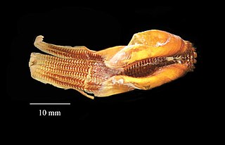 #30 (25/11?/1873) Radula as it appeared in 2006, at the Peabody Museum of Natural History (see also reverse side).