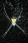 Argiope savignyi