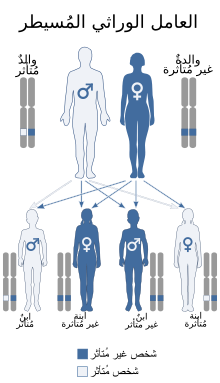 A diagram of the autosomal dominant inheritance pattern, showing how a gene can be passed from an affected parent to an affected child.