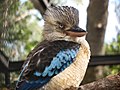 Male at Adelaide Zoo