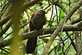 Coucal des Andaman