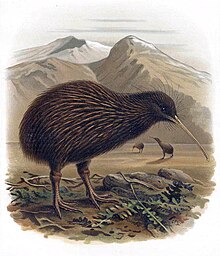 A coloured illustration of kiwi birds on a New Zealand plain. High snow-capped mountains are visible in the distant background below a cloudy sky, with several kiwis standing on the plains in front. A large North Island Brown kiwi is the main focus of the illustration, standing on a patch of leaves, twigs, and small rocks.