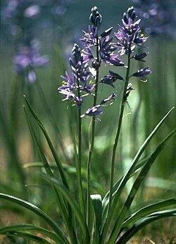 Sinitähtihyasintti (Camassia quamash)