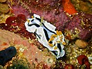 Chromodoris dianae at Verde Island, the Philippines. (Larger crop)