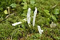 Runzeliger Keulenpilz Clavulina rugosa