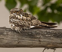 A common nighthawk resting on a tree branch