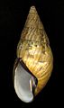 Corona perversa, a left-handed snail from northern South America.