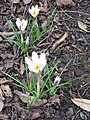 Crocus versicolor 'Picturatus'