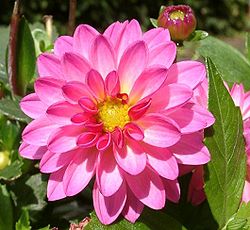 Dahlia "Dahlstar Sunset Pink"