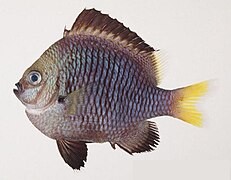 Dascyllus flavicaudus