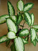 花叶万年青（Dieffenbachia bowmanni）