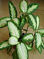 Dieffenbachia, sp.: le foglie risultano tossiche se ingerite o portate agli occhi.