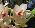 ドムベヤ（英語版）の1種、ドンベヤ・バージェシアエ（Dombeya burgessiae）