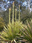 Hábito e inflorescência imatura de Doryanthes excelsa.