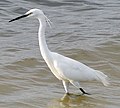 Aigrette garzette