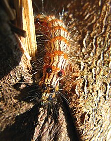 An image of a brown-orange caterpillar dangling from a tree.