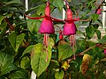 Fleurs du fuchsia de Magellan (détails).