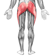 Велики задњични мишић (лат. musculus gluteus maximus)