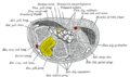 Transverse section across the wrist (palm on top, thumb on left). Trapezoid bone shown in yellow (labelled as "Lesser Multang").