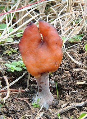 Gyromitra infula