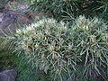 Hakea corymbosa from southwest WA