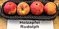 Holzapfel Rudolph