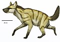 Hyaenictitherium hyaenoides