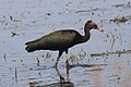 Glossy ibis (immature)