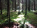 A spruce forest with oxalis acetosella floor