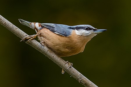 Eurasian nuthatch, by Isiwal