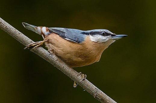 Eurasian nuthatch by Isiwal