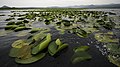 Lake Tonga