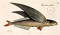 Tropical two-wing flyingfish by M. E. Bloch