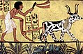 Image 7Sennedjem plows his fields in Aaru with a pair of oxen, Deir el-Medina. (from Ancient Egypt)