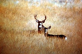 Odocoileus hemionus