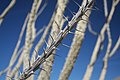 Spines of this Ocotillo were leaves that have died