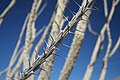 Closeup of ocotillo thorns in Anza-Borrego Desert State Park