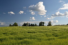 Ячменное поле в деревне Соору