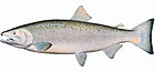 Saumon coho