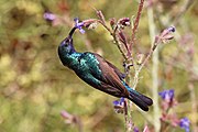 back view of green sunbird with brown wings