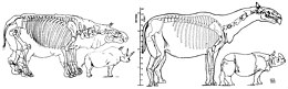 Reconstitution squelettique datant de 1923 d'un Baluchitherium grangeri, aujourd'hui synonyme de P. transouralicum, présentant la version obsolète et trapue à gauche, en comparaison avec la version élancé et admise de nos jours à droite.